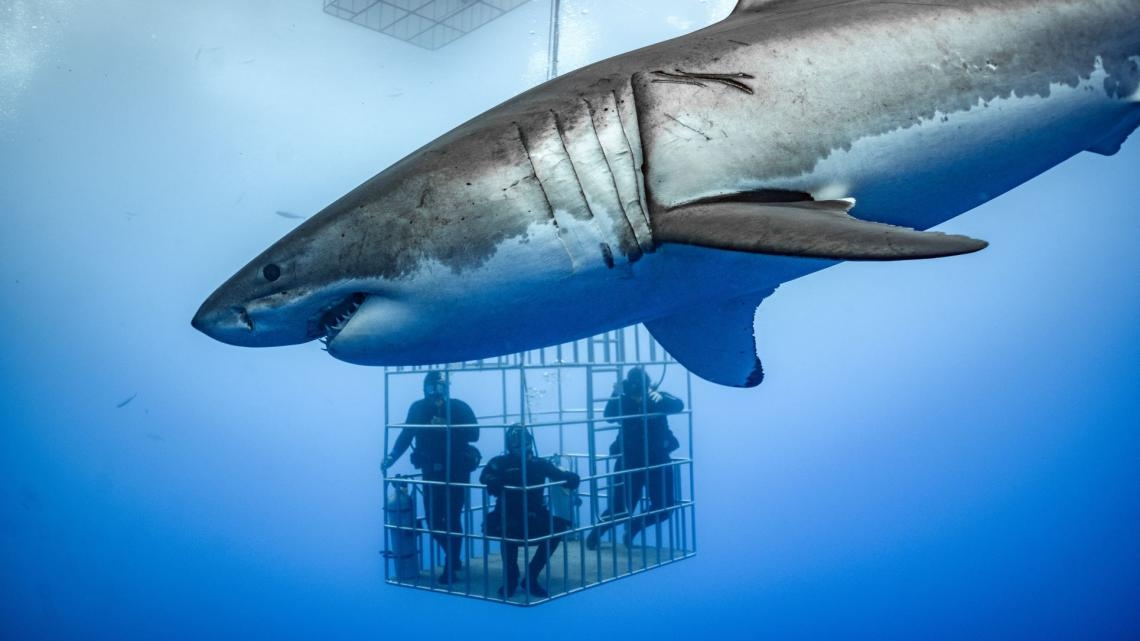 Great white shark
